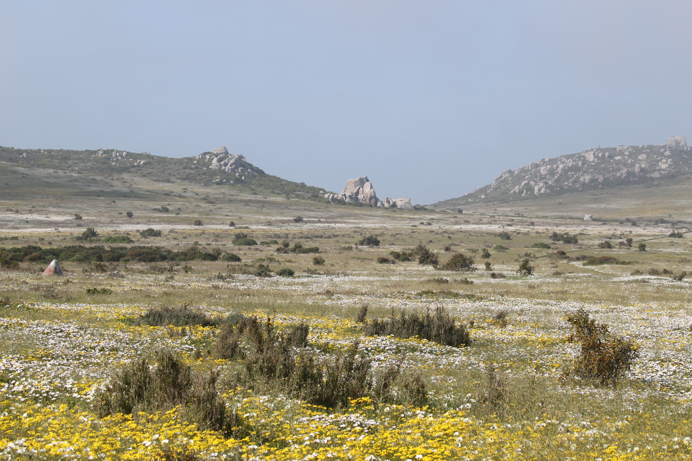 A wildflower-covered West Coast landscape framed by granite hills.