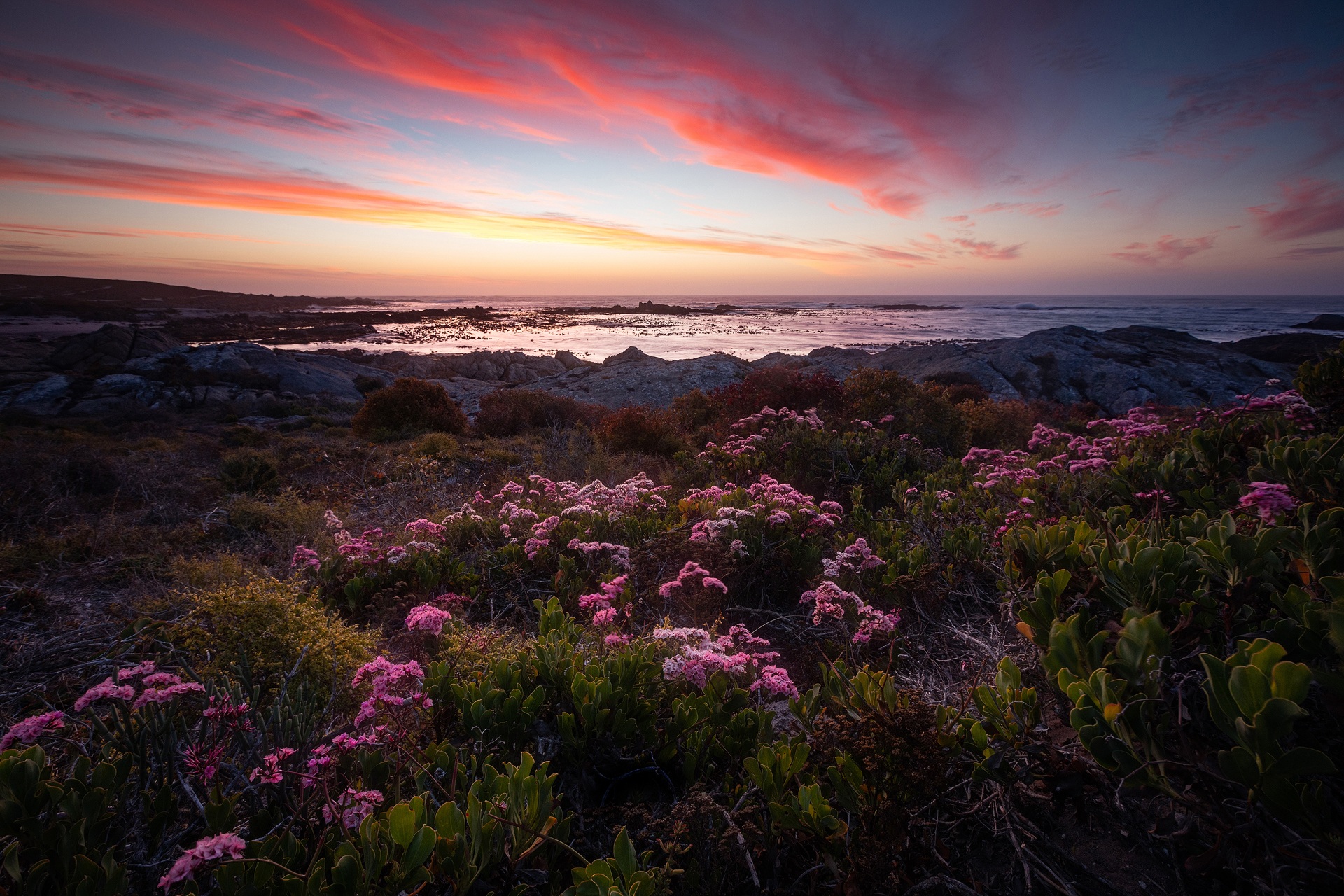 Coastal flowers and rock pools at Trekoskraal beneath a vivid Atlantic sunset.