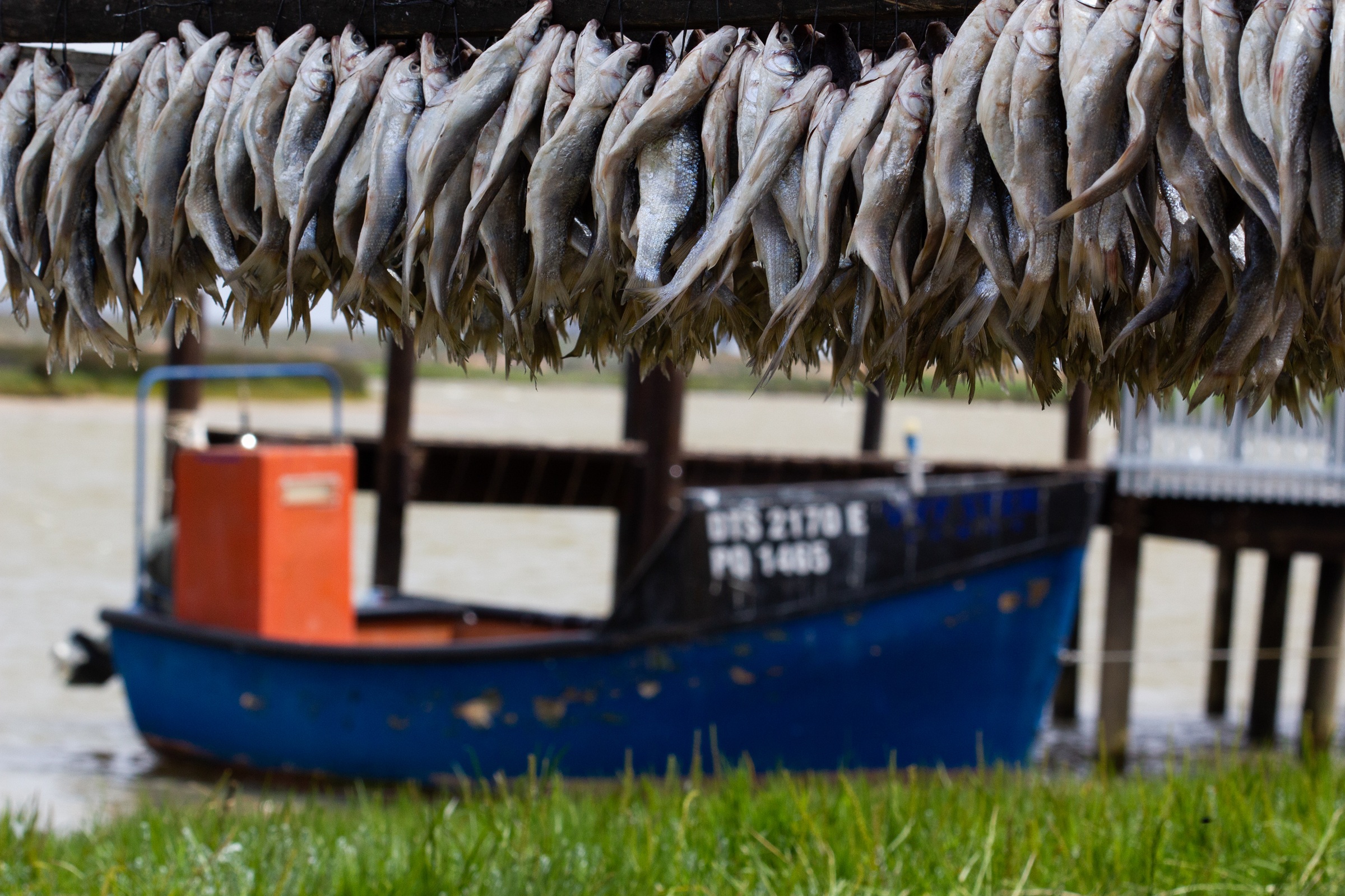Traditional dried fish above a small fishing boat in Velddrif.